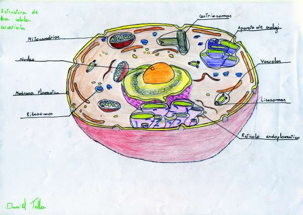 celula procariota y eucariota. Dibujo de una célula eucariota